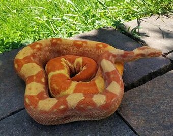 Boa imperator - Purple Sharp Sunglow Aztec, Sharp Sunglow