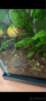 KOUPÍM MEKONGY a NEO. DAVIDI BLUE KREVETY