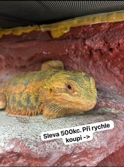 Prodám agamu+ všechny vybaveni. Rychlá koupe sleva 500 a vic