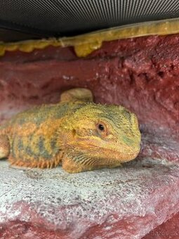 Prodám agamu+ všechny vybaveni. Rychlá koupe sleva 500 a vic - 1