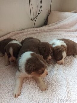 Australský ovčák bez PP