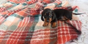 Jezevčík trpasličí