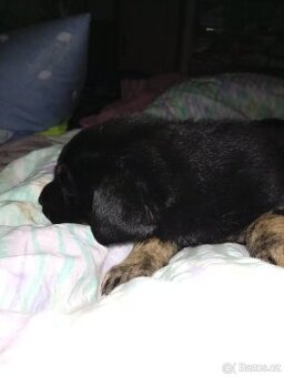 Prodám štěňata  křížence německého ovčáka