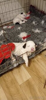 Čínský chocholatý pes