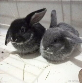 Zakrslý beránek králíček