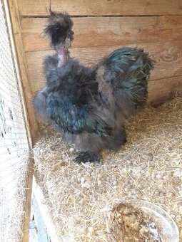 Kohout Hedvábničky