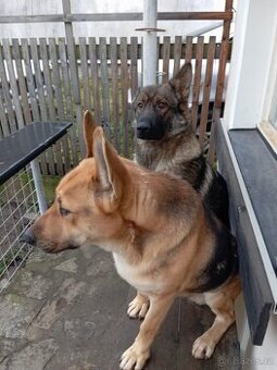 Prodám štěňata  Něm. ovčák  Belgický ovčák