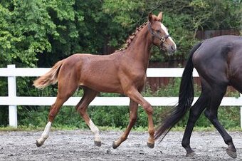 Klisnička po One And Only (Don VHP)