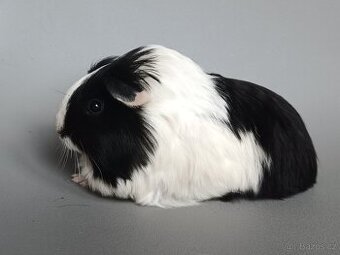 Dlouhosrsté morče - šeltie