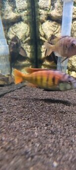 Haplochromis ch44