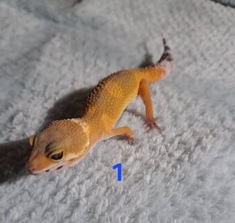 Gekončík noční samičky