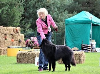 Belgický ovčiak groenendael FCI s PP po šampiónoch