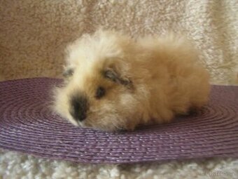 Morče,morčata Peruánec-Lunkarya