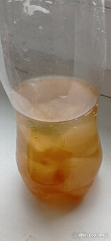 Čajová houba KOMBUCHA vč. matečného nálevu
