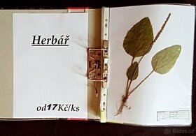 Herbář do školy - vylisované rostliny do vašeho herbáře
