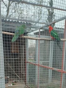 Papoušek královský a Papoušek červenokřídlý