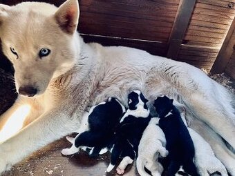 štěňátka Sibiřského husky