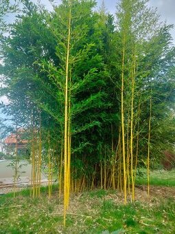 Žlutý bambus – mrazuvzdorný, sazenice nad 1 metr (Phyllostac