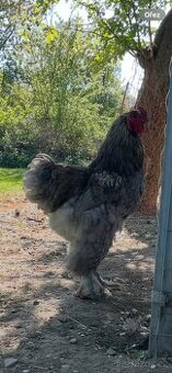 Kohout Brahma velká a Brahma zakrslá