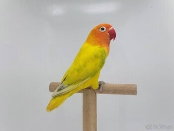 Agapornis fischeri