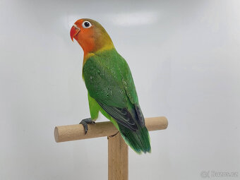 Agapornis fischeri - 1