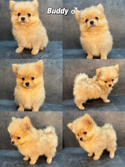 Štěňátka Pomeranian s PP
