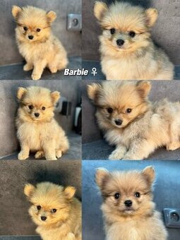 Štěňátka Pomeranian s PP