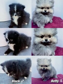 Štěňátka Pomeranian s PP
