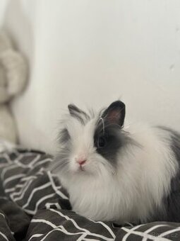 Krytí Teddy - 1