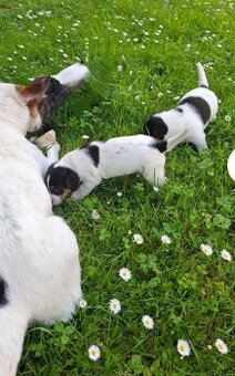 Jack Russell
