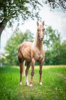 Appaloosa - 1