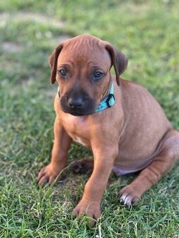 Rhodéský ridgeback s PP