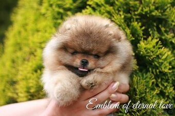 Pomeranian FCI
