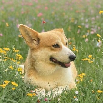 Corgi