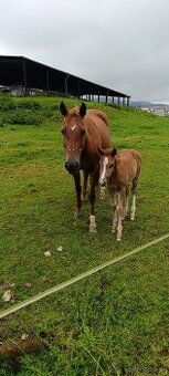 Prodej květen- červen