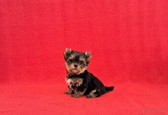 Jorkšírský terier s PP