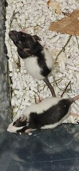 Dvě samičky na mazlení