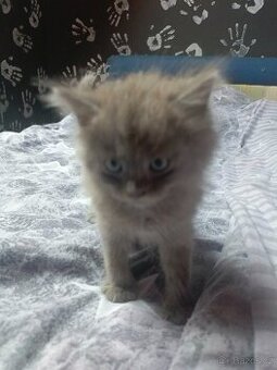 Daruji dvě krásná koťátka