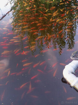 Jezírkové ryby na prodej