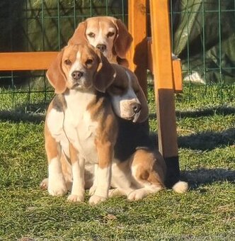 Bígl, Beagle, štěňátka