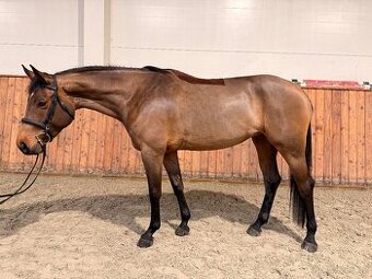 4 letá klisna po Quaid na prodej