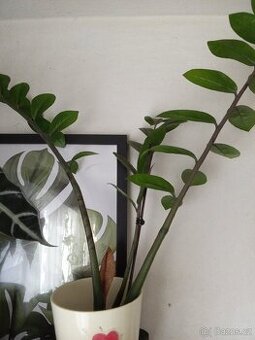 PRODEJ - Pokojová Zamioculcas