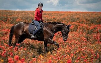 Valach - 18 let ( příznivá cena )