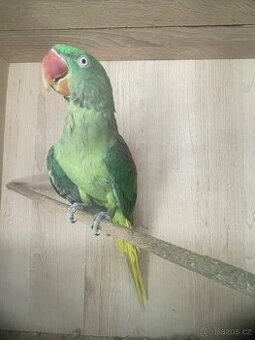 Alexandr velký samec