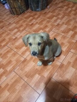 Krásný pejsek Baddy