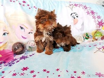 Jorkšírský teriér štěňátka - 1