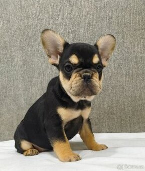 Francouzsky buldoček