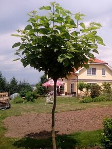Catalpa stromky 140 až 230 cm