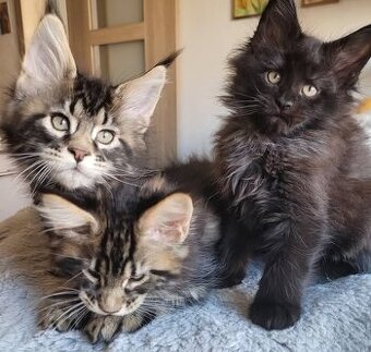 Mainská mývalí koťátka-  kocourci a kočička s PP