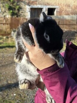 Zakrslý černý bílopesíkatý králík